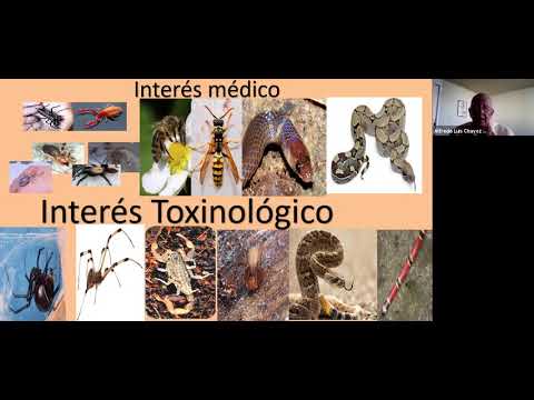 Clase 1 de intoxicación - Picadura de alacrán