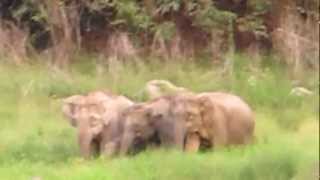 preview picture of video 'Family of Elephants at Royal Belum State Park'