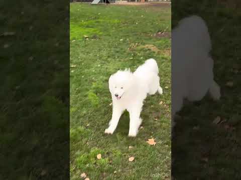 Samoyed's Day Out.Before and After Adventures #doglanguage #samoyedclub #dogtalk #cute #huskyworldw