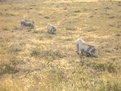warthogs eating