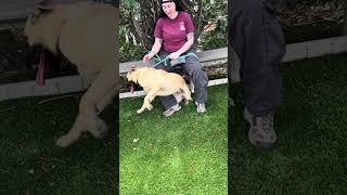 Video preview image #1 Mutt Puppy For Sale in Pasadena, CA, USA