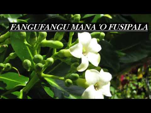 FANGUFANGU MANA 'O FUSIPALA - FANGUFANGU MANA