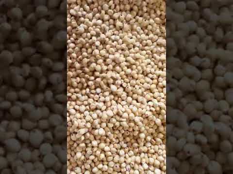White sorghum seeds, organic