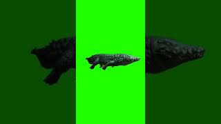 Download lagu crocodile green screen - buaya green screen #shorts mp3