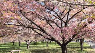 漫步在櫻花林下，長湯溫泉 櫻之里