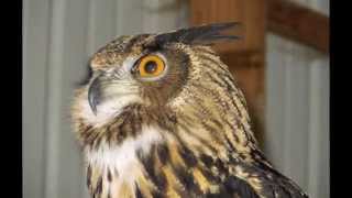 preview picture of video 'IBA Winter Raptor Fest 2014 in Fort Edward, NY'