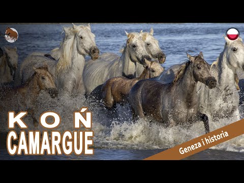 , title : 'KOŃ CAMARGUE, jeden z ostatnich dzikich koni we Francji, POCHODZENIE RAS'