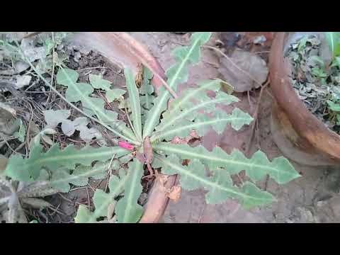 Common Weeds  : Part 3 :  Identify Weeds and Herbs in your Lawns and Gardens and in the Wild