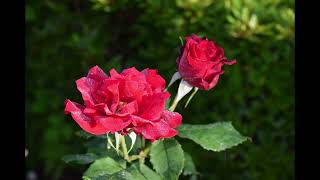 Download lagu 【Piano Solo】「Salut d'amour」Edward Elgar　/ 「愛の挨拶」エドワード・エルガー【ピアノ ソロ】 mp3