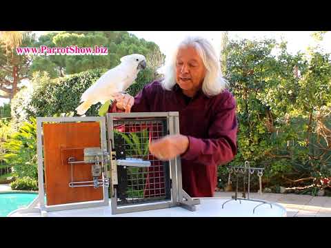 Kakadu Smudge, der cleverste Papagei