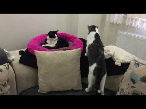 The acclimation phase