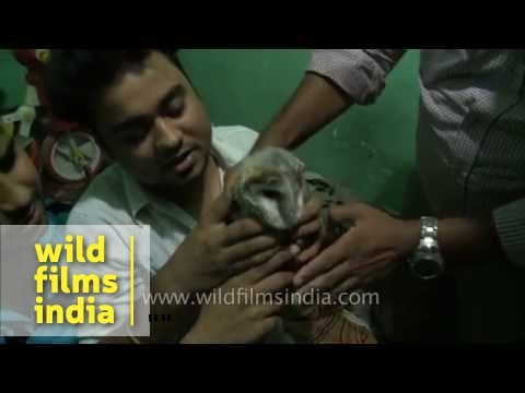 A young barn owl found and rescued in Dakshin Puri Ext, Delhi