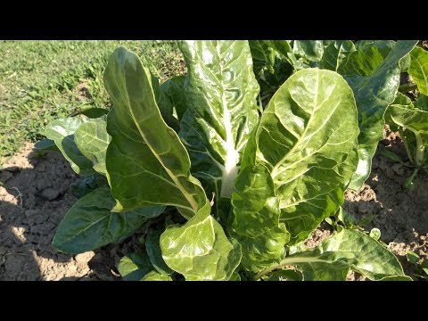 KAKO SPREMITI BLITVU recepti