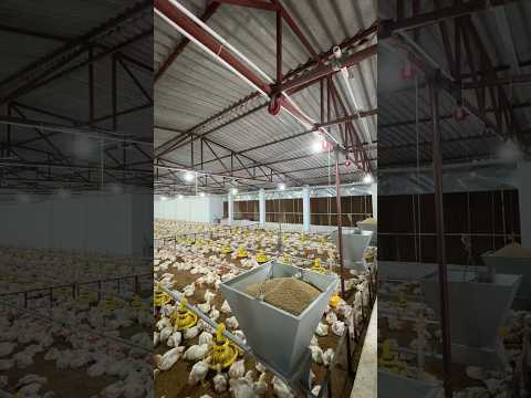 15000 Capacity ka EC Poultry Farm || Paise chapne ki machine | Earning lakhs per month #poultryindia