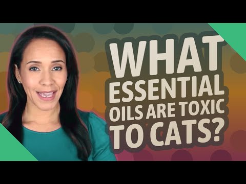 What essential oils are toxic to cats?