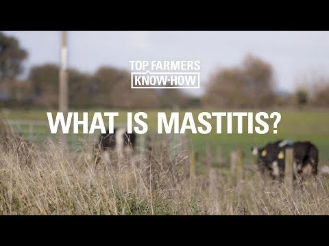 MASTITIS SERIES: WHAT IS MASTITIS?