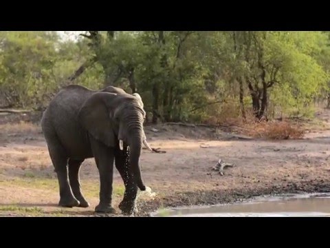 Elephant bull arrives for a drink at Jason's Dam