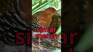 Download lagu Pikat Suara sintar merah #shorts #wantarakicau mp3 Download lagu Pikat Suara sintar merah #shorts #wantarakicau mp3