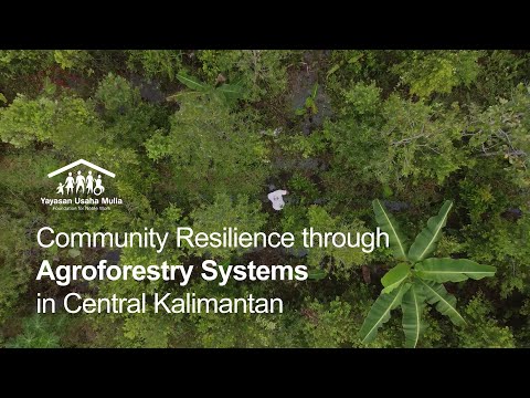 Resilience through agroforestry in Kalimantan