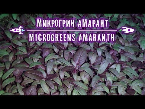 Вирощування амаранту на мікрозелень (microgreen)