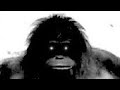 1 Hour Of Silence Occasionally Broken Up By Monkey Noises