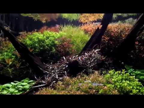 Dutch-Hybrid Style Planted Aquarium: A closer look