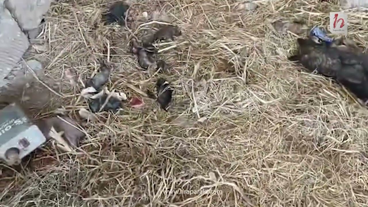 Շիրակի մարզում շների սպանդը շարունակվում է