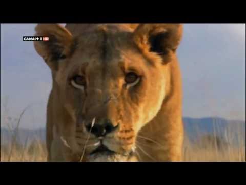 Leon cazando a un Buitre