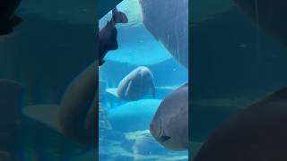 🇺🇸Travelogue - Manatees, Sea world Orlando #florida #orlando
