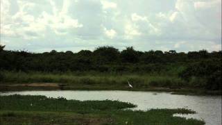 Pantanal - Todo Seu (Paula Fernandes)