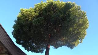 felice-vitillo-l-albero-di-cardito-davanti-alla-mancini-non-si-tocca