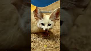 Download lagu Cutest Animals in 2022 mp3