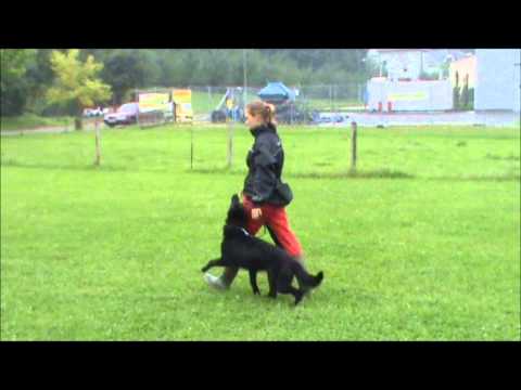 Gucci z Jukasu - obedience 15-16 months