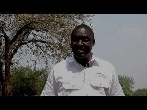 Farming Today with the Zambia Agribusiness and Trade Project Dairy Farming in Palabana, Zambia