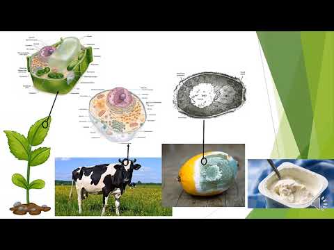 Biología Unidad N°1 Introducción a los Tipos Celulares