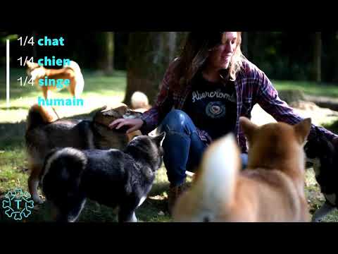 TIPAW | Le Shiba Inu | Description de race