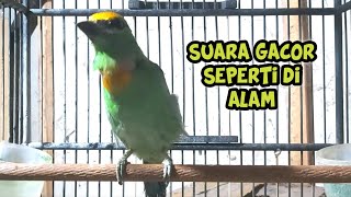 Download lagu Burung takur tohtor gacor bisa buat pikat dan masteran mp3