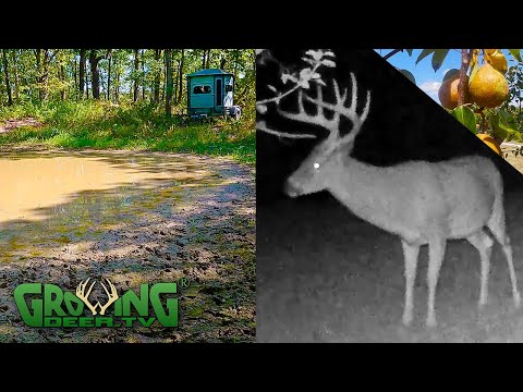 Our New Deer Hunting Strategy:  Hunt Like a Bobcat (652)