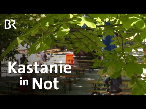 Miniermotte und Bakterien im Baum: Gibt es Rettung für die Kastanie? | Gut zu wissen | BR