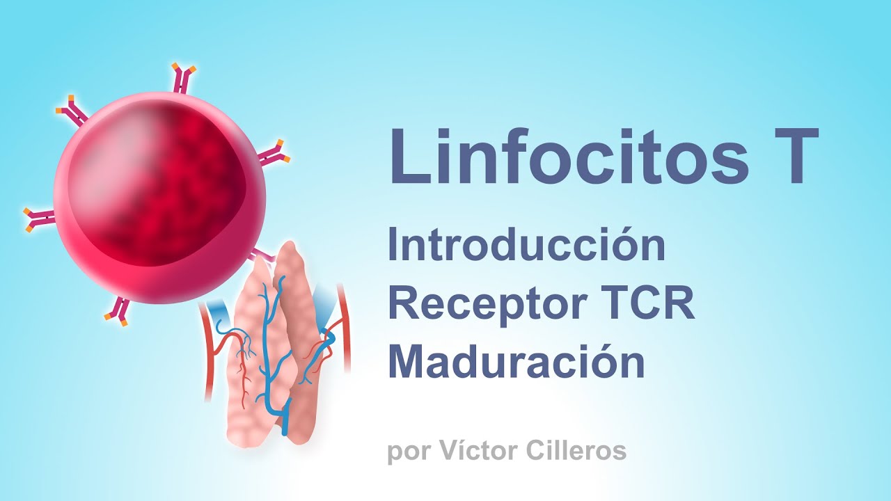 [SPANISH] T cells (Introduction and Development)
