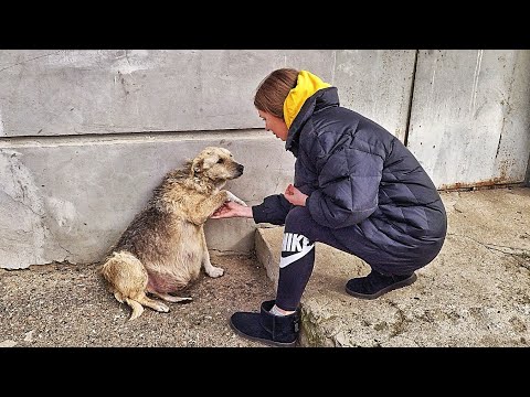 Street Dog Grabbed my Hand and her Eyes were Begging for Help ... I couldn't pass by