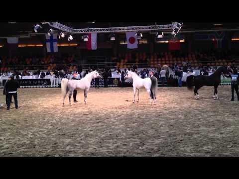 LVA Maximus at the Europeans 2012