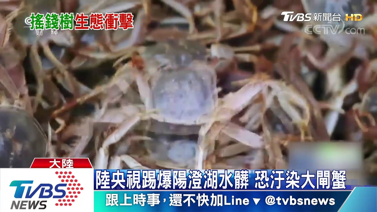 陸央視踢爆陽澄湖水髒 恐汙染大閘蟹