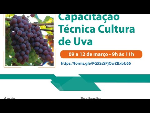 Curso cultura da uva (dia 4 – último)