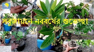 সবুজায়ন ও নববর্ষের শুভেচ্ছা