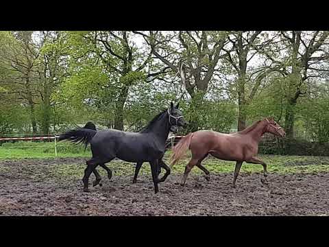 Stute v BONDS x FLORESTAN x RUBINSTEIN *2019