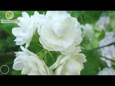 Hoa Nhài và 17 công  dụng tuyệt vời cho sức khỏe có thể bạn chưa biết?