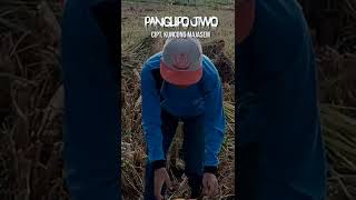 Download lagu PANGUPO JIWO #shorts mp3