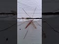 BIG GIANT MOSQUITO #SHORTS