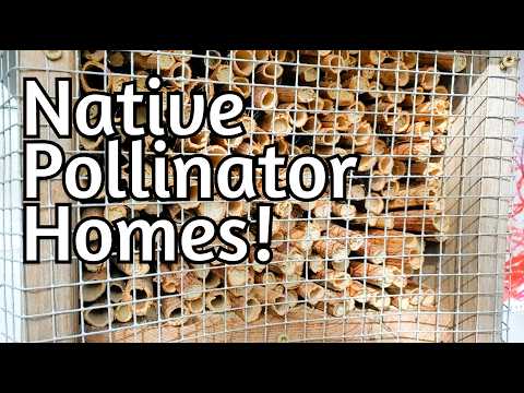 Native Pollinators: Simple Home, Big Impact!